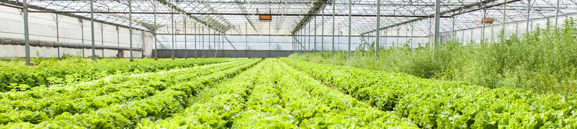 inside-stage-greenhouse