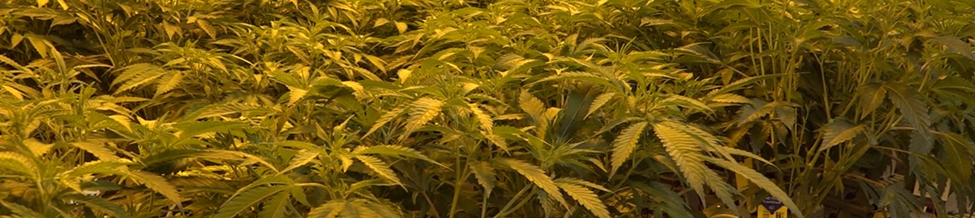 Agriculture-Greenhouse-medical-cannibis-green-leaf-medical-1920x430