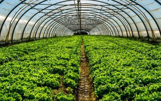 greenhouse