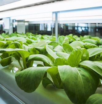 greenhouse-vegetable